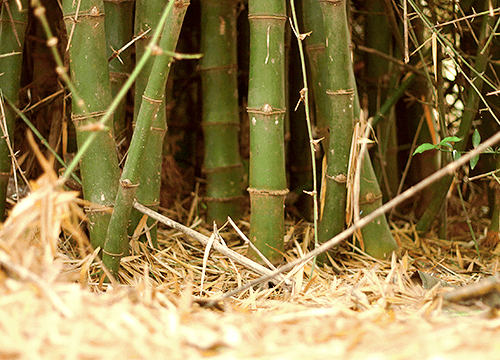 Bamboo Remediation